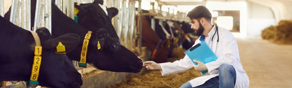 veterinario trabajando en una lechería