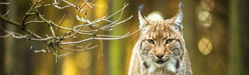 lince en el bosque