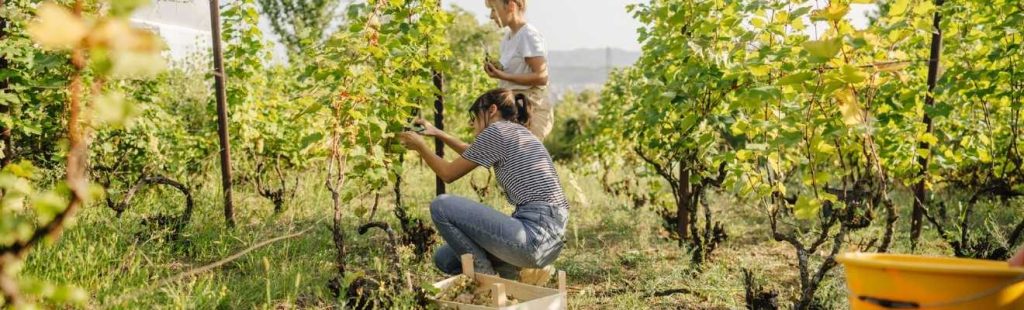 personas recolectando uvas