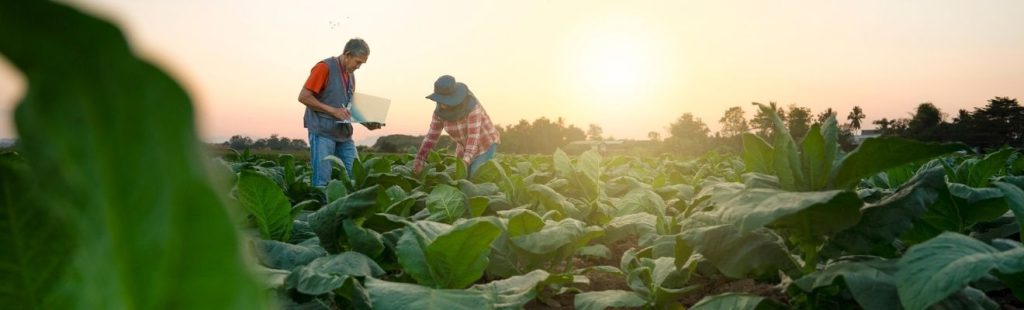 trabajadores del sector agrario recolectando verduras